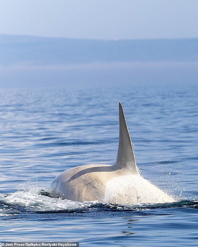 'It was the first time in my life I'd seen a white orca. I was desperate to get a shot, they swim fast and only surface for a moment,' Mr Hayawaka said