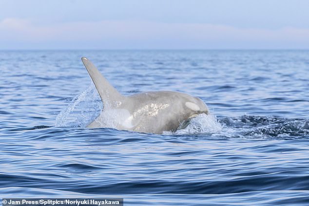 The rare orca vaguely whiter patches surrounding the orca's chin and eyes which showed it was leucistic rather than albino
