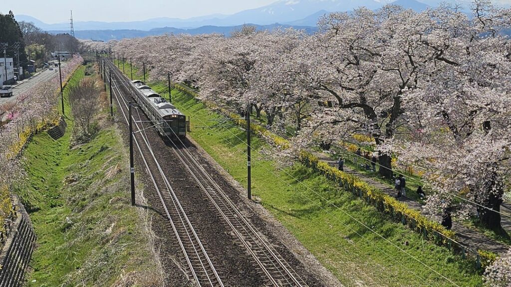 Sakura in Funaoka