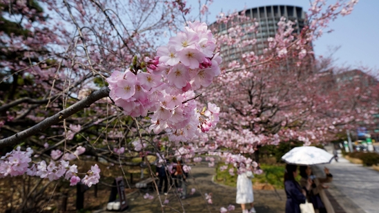 Cherry blossom season in Japan is a well-loved natural phenomenon that draws large number of tourists (AFP )