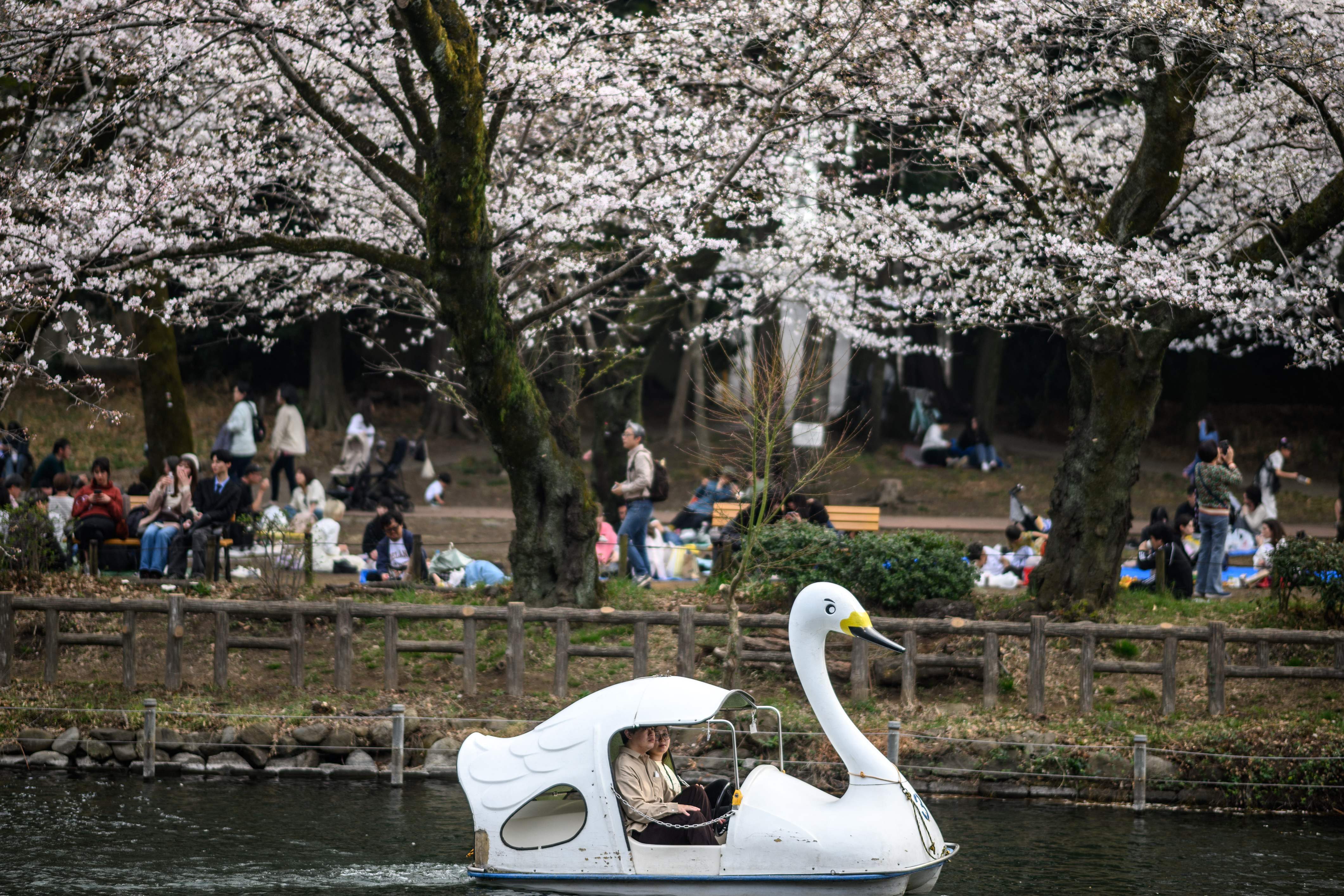 During Sakura season in Tokyo, there are many activities that take place in the city (AFP )
