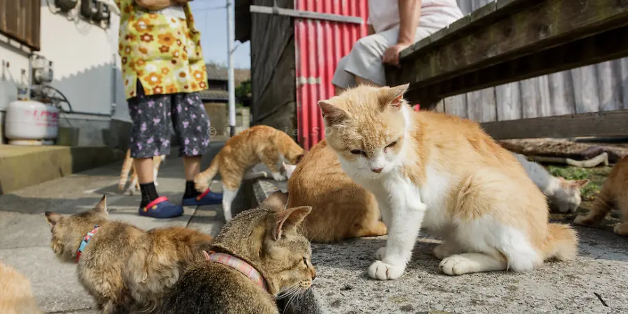 A group of cats relaxing with tourists in Ao Island