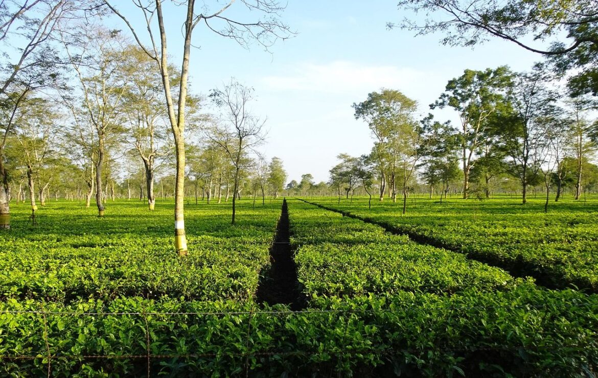 Assam tea-garden-Pixabay by sarangib 6912015_1280