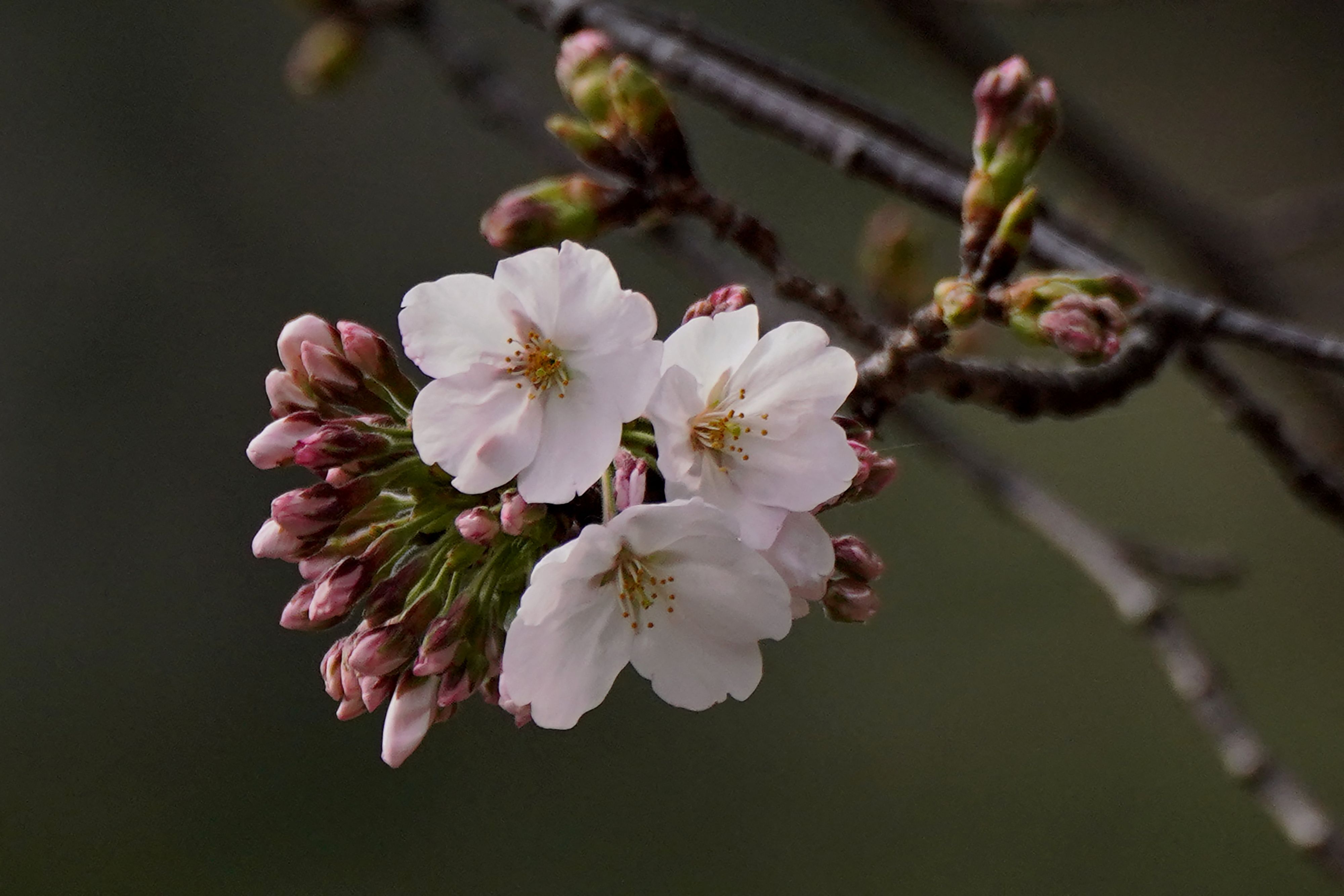 This file photo shows flowering cherry blossoms and buds from a sample cherry tree, Somei Yoshino species. Japan's famed cherry trees are getting old but a new AI tool that assesses photos of the delicate pink and white flowers could help preserve them for future generations. The "sakura" season is feverishly anticipated by locals and visitors alike, with the profusion of the stunning blossoms marking the start of spring. (Photo by Kazuhiro NOGI / AFP)