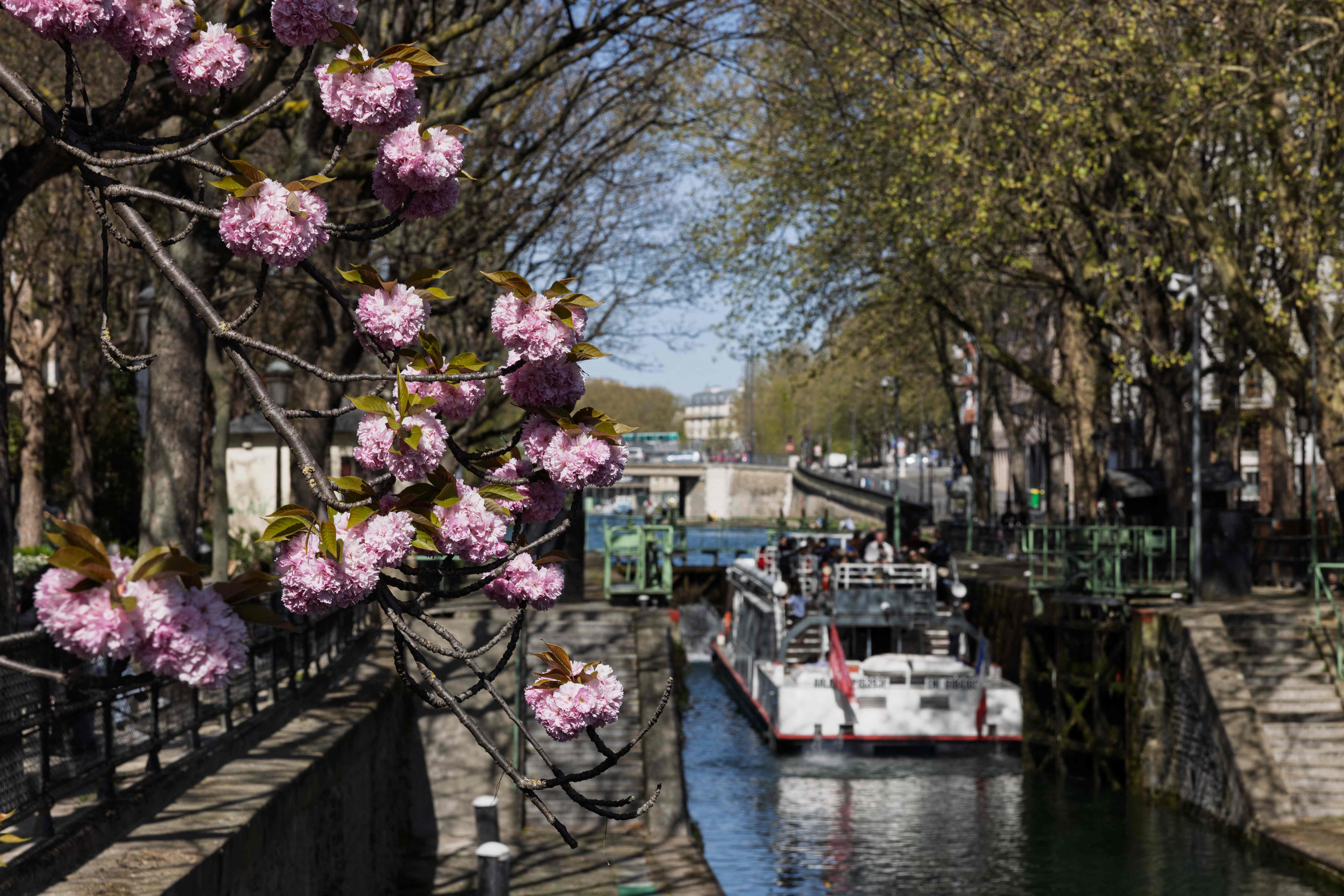 This photograph shows a cherry tree in blossom along the Canal Saint-Martin in Paris on April 6 , 2025. (Photo by JOEL SAGET / AFP)(AFP)