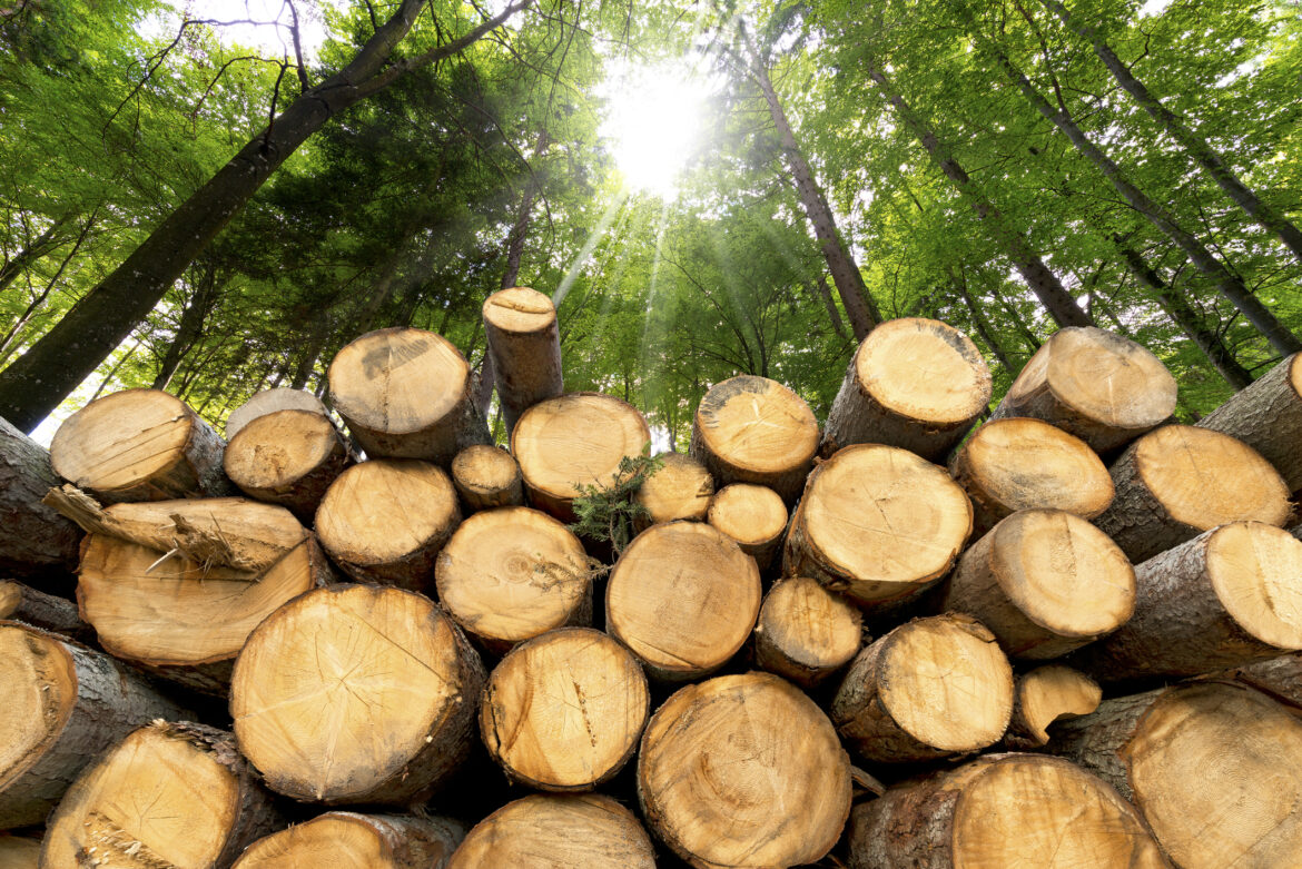 EFM and Sojitz launch $200m US forestry fund targeting Japanese LPs