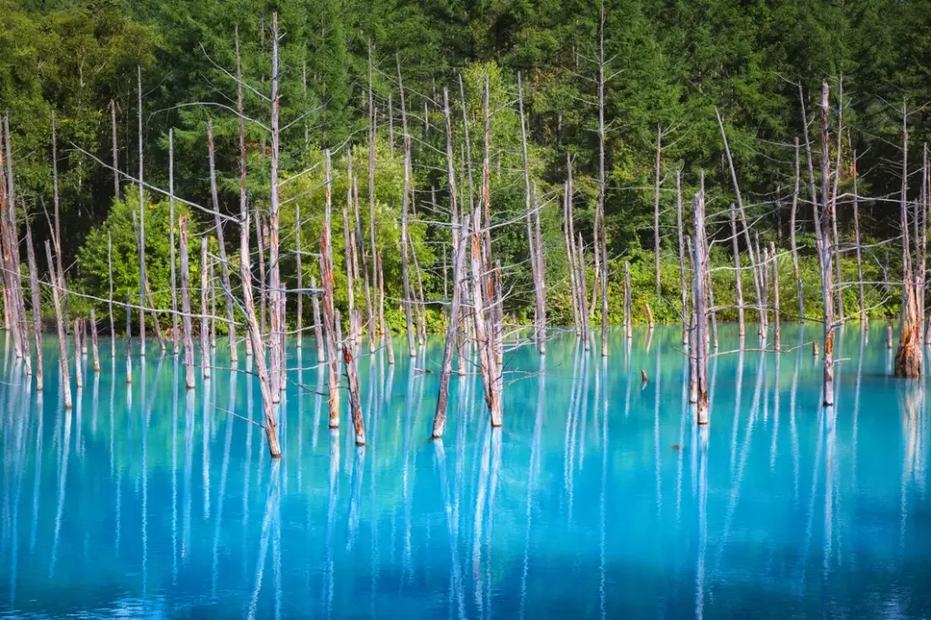 The striking blue pond in Hokkaido, Japan