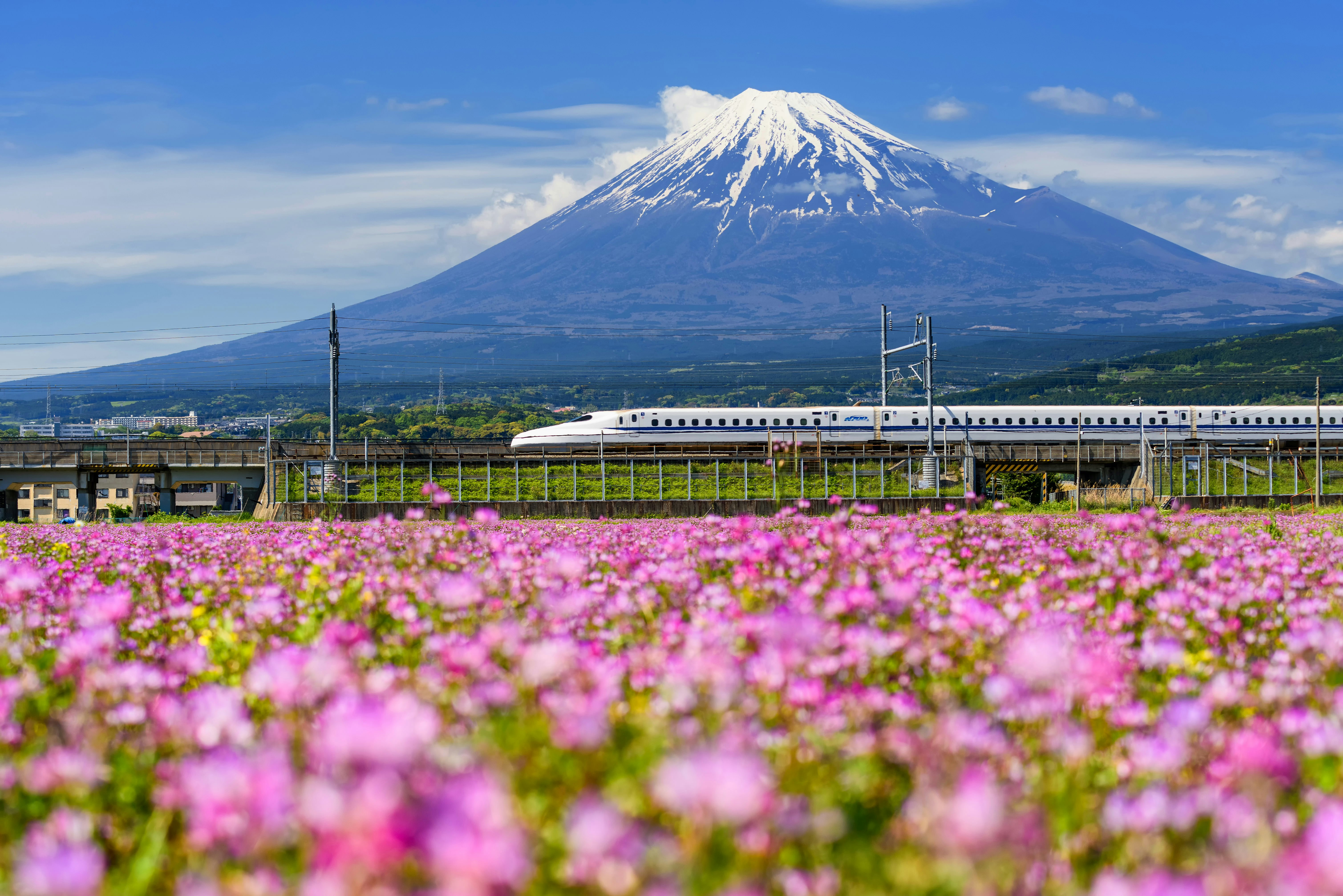 Shinkansen or JR Bullet train running past a flowering field in Shizuoka during spring with Mt. Fuji in the background.