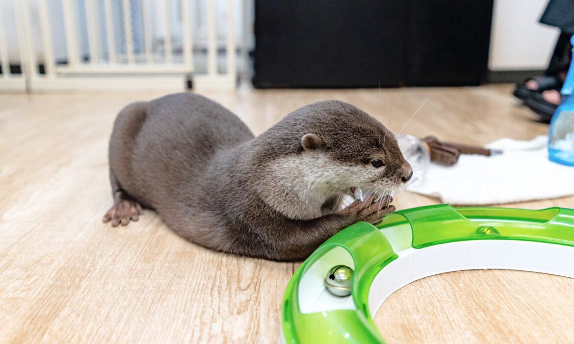 Japan’s obsession with otters comes at a cost burger icon