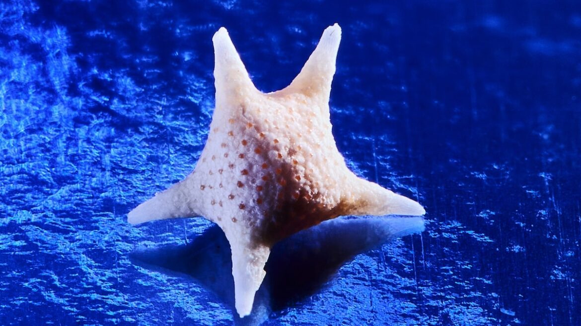 This isn't a starfish—it's a rare sand found only in Japan