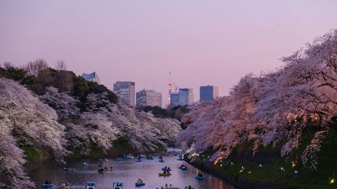 Octopus App Launch In Japan Promises Seamless Payments For Hong Kong Visitors