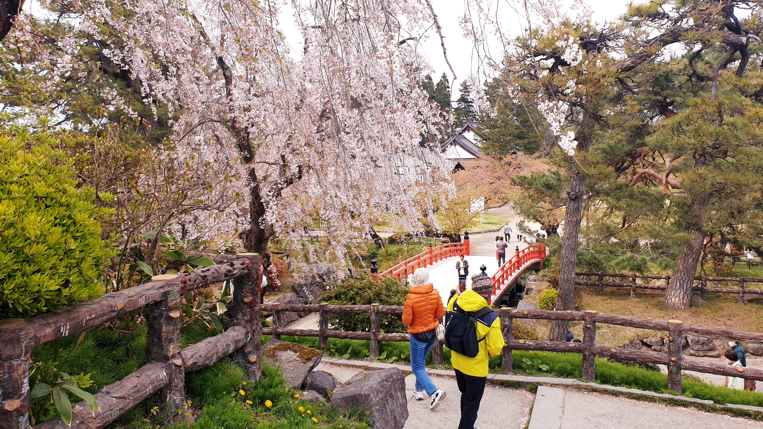 Take a leisurely walk along the Ueno Park or Meguro River to see the cherry blossoms in blooms (Pratik Bhandari)