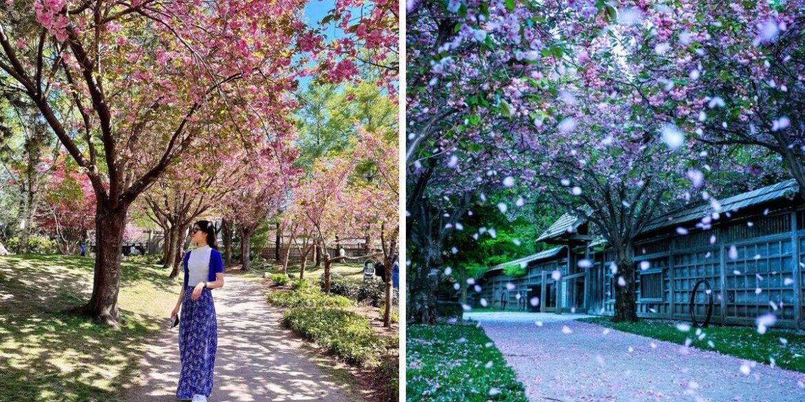 This park near Toronto is a cherry blossom oasis with Japanese bridges and dreamy pink blooms
