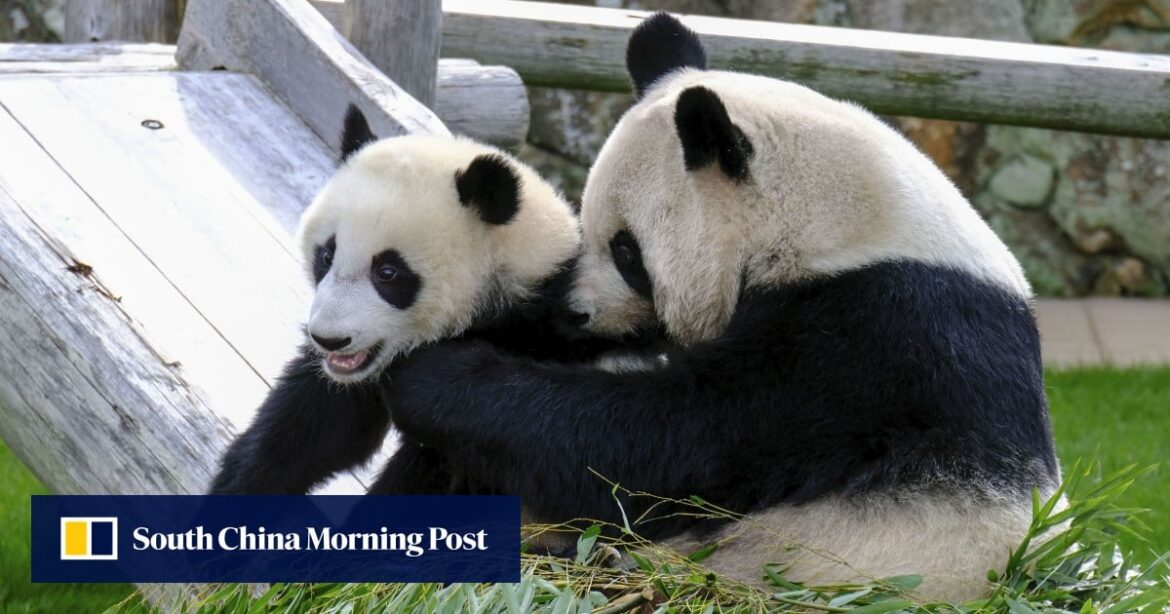 Sorrow in Japan as 4 pandas prepare for China return amid claims of political pressure