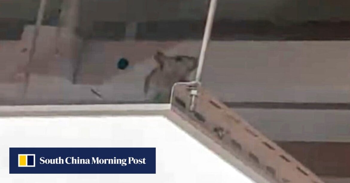 Hongkongers raise hygiene concerns after rat seen at Japanese restaurant Sushiro Hongkongers raise hygiene concerns after rat seen at Japanese restaurant Sushiro