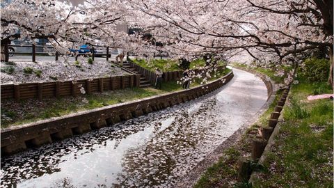 Sakura Forecast 2025: When To See Cherry Blossoms Across Japan