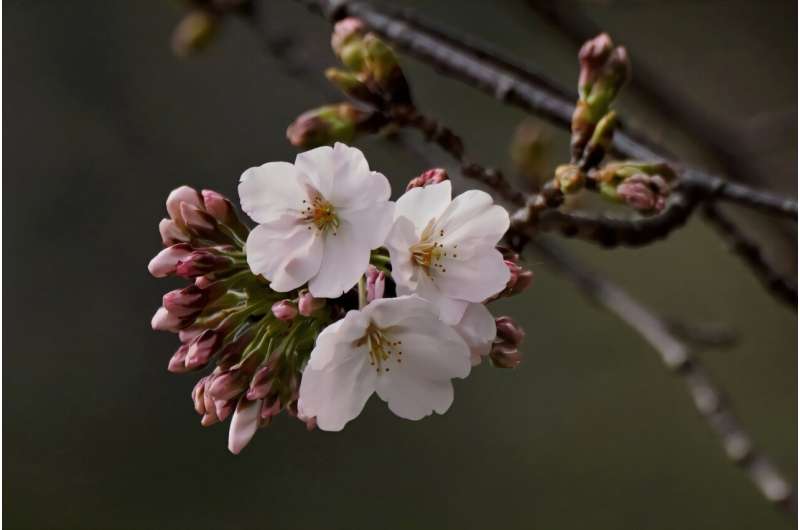 Cherry blossoms symbolise the fragility of life in Japanese culture as full blooms only last about a week before the petals start falling off trees