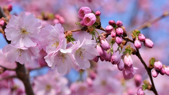 Time it right or miss the magic: Your peak bloom guide to 2025’s cherry blossom destinations.(Image by Pixabay)