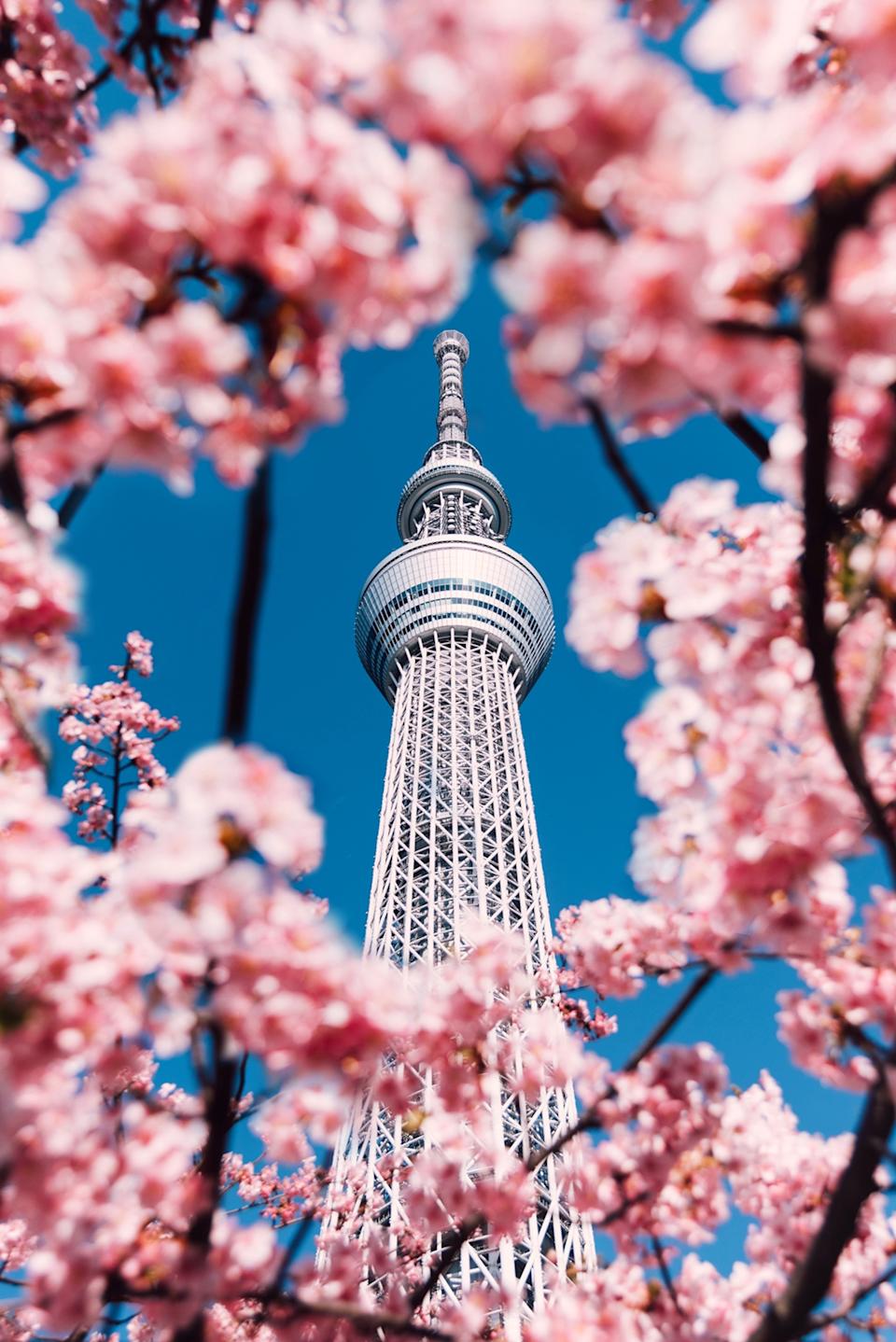 Cherry Blossom and Sakura with Tokyo SkyTree in Japan