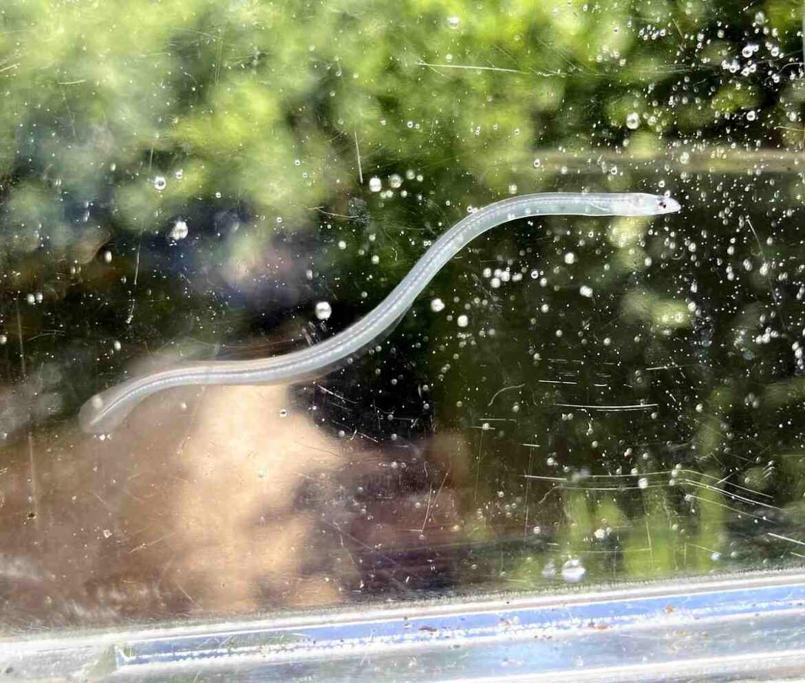 Glass Eel Populations Rising in Hokkaido Rivers, Researchers Say; Shifting Ocean Currents Thought to be Major Cause