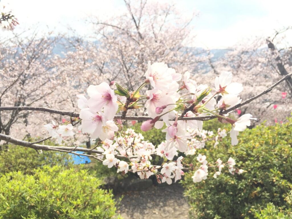6 years in Japan — “In bloom over the years”