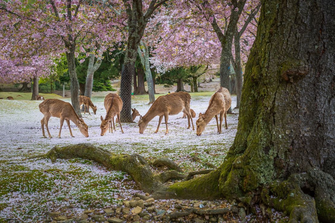 Deer at Nara park during a sunny day in the cherry blossom season, Japan.