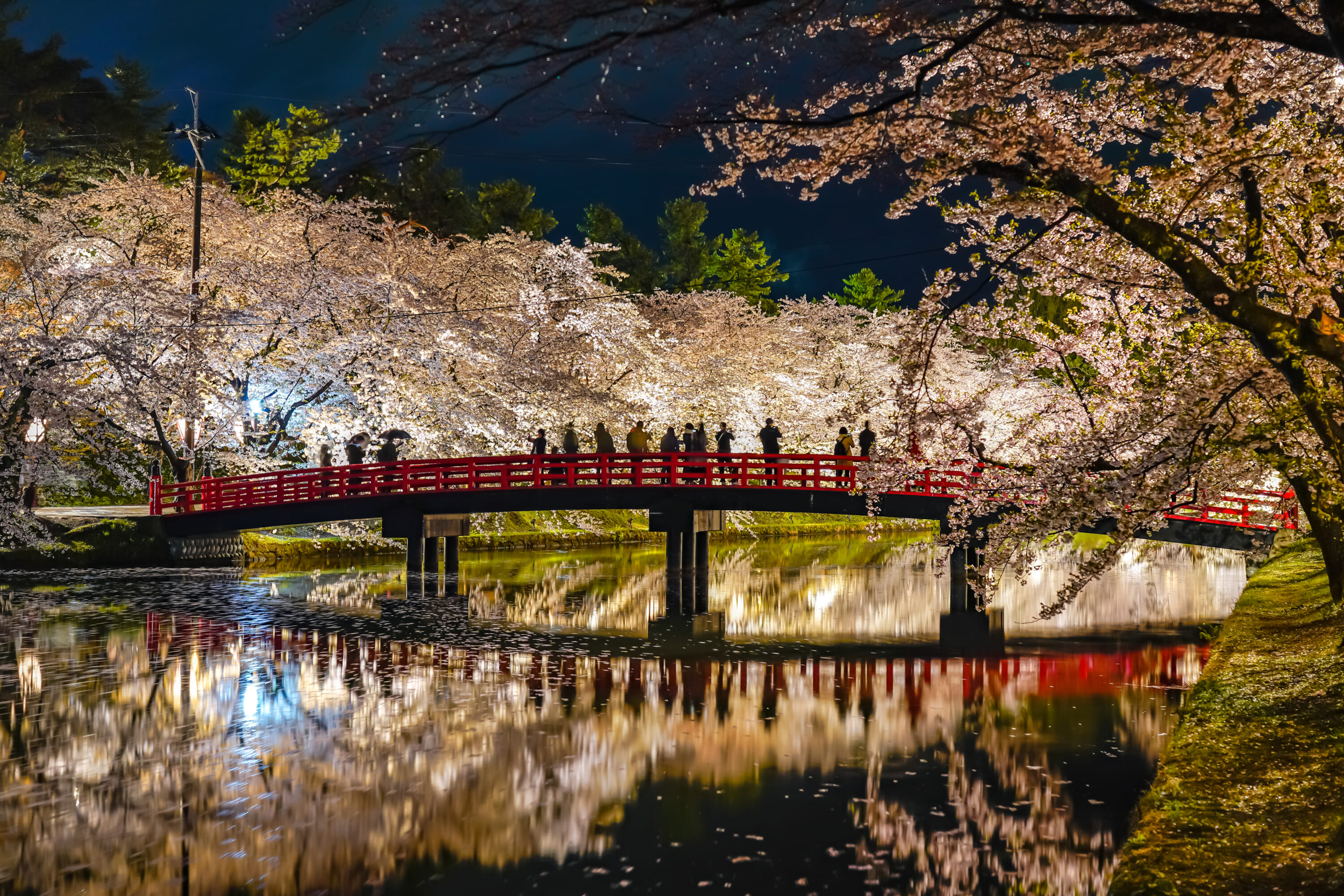 hirosaki park aomori cherry blossoms yozakura night