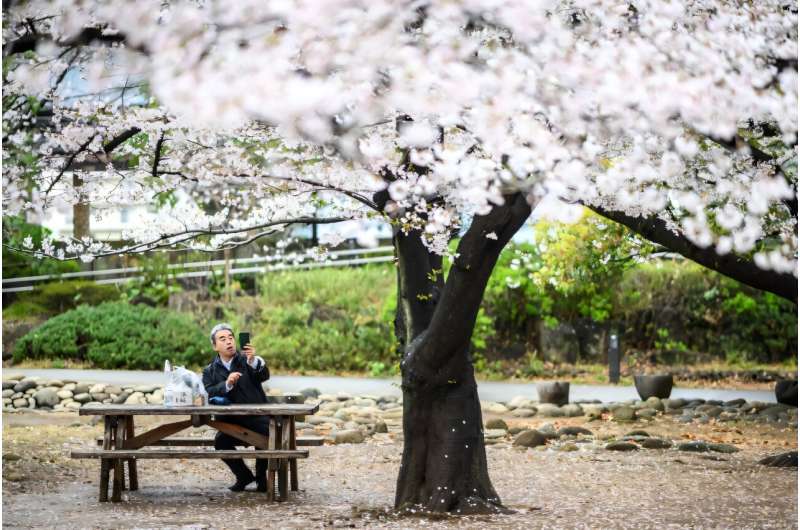 Japan's 'sakura' season is feverishly anticipated by locals and visitors alike, with the profusion of the stunning blossoms marking the start of spring