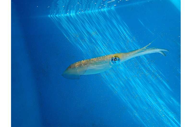 New tapeworm species discovered in oval squid