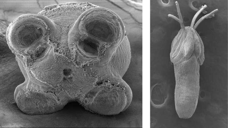 New tapeworm species discovered in oval squid