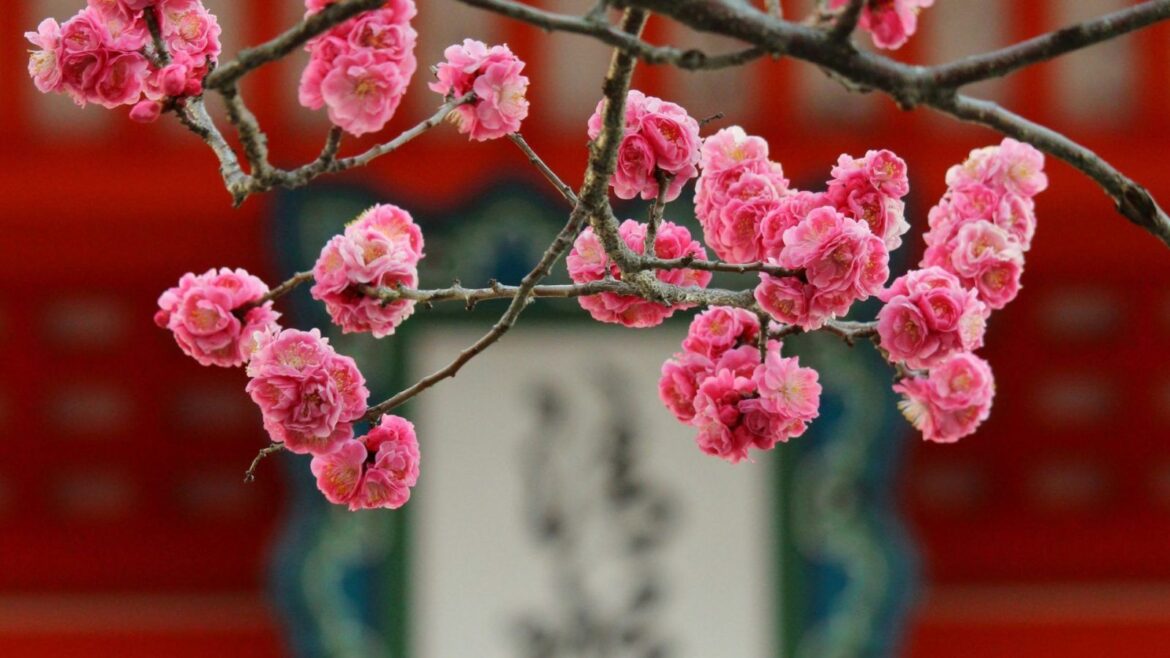 Everything You Need To Know About Spotting Plum Blossoms In Japan
