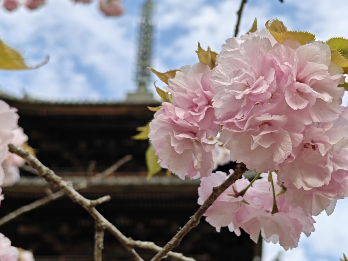 Cherry Blossom at Ninna-ji Pagoda Kyoto