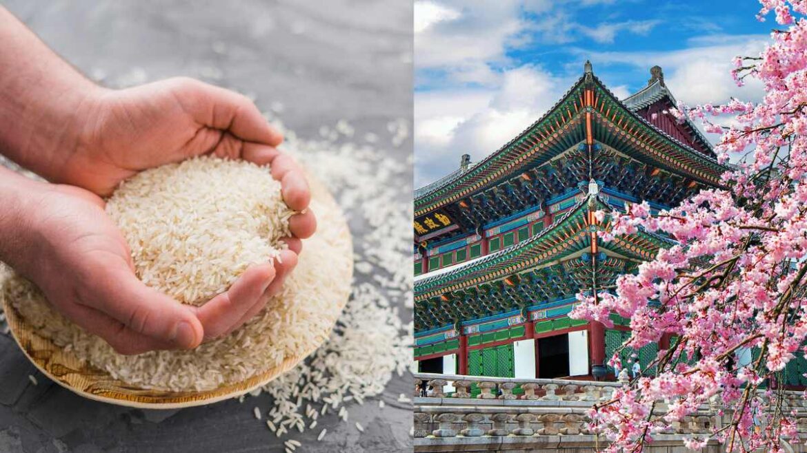Why Are Japanese Tourists Purchasing Rice As A Souvenir From Their South Korea Trips? Why Are Japanese Tourists Purchasing Rice As A Souvenir From Their South Korea Trips?