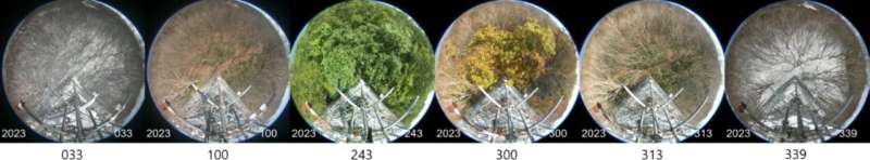Satellite data shows earlier leaf flush in spring caused by high temperatures in 2023 and 2024