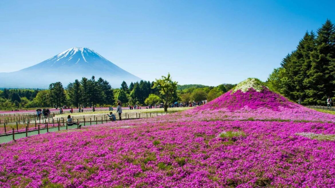 A Sea Of Pink Blossoms Near Mount Fuji