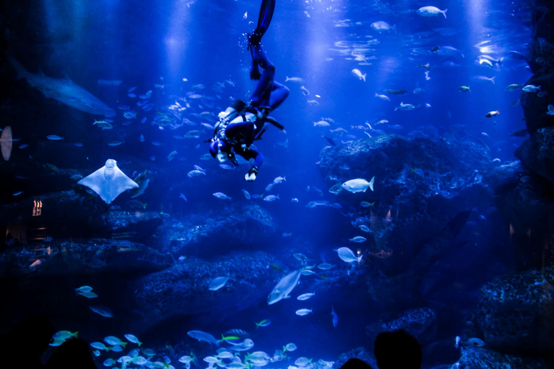 Diver in a tank with rays and fish at Sumida Aquarium.