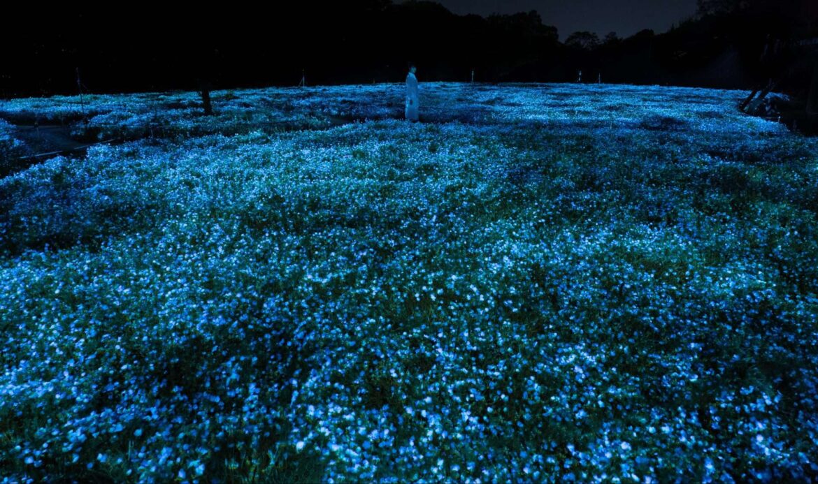 Shining Nemophila Flowers in Full Bloom at teamLab Botanical Garden Osaka Shining Nemophila Flowers in Full Bloom at teamLab Botanical Garden Osaka