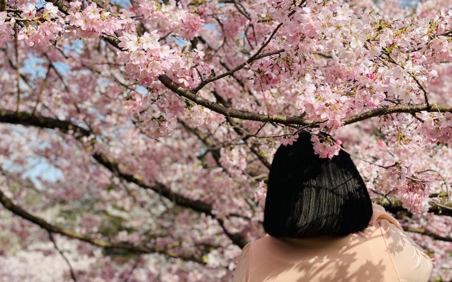 a woman’s retreating figure and cherry blossoms.