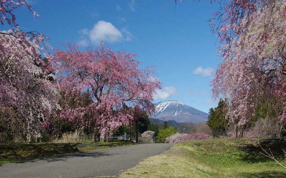 cherry blossoms and a mountain can be seen.