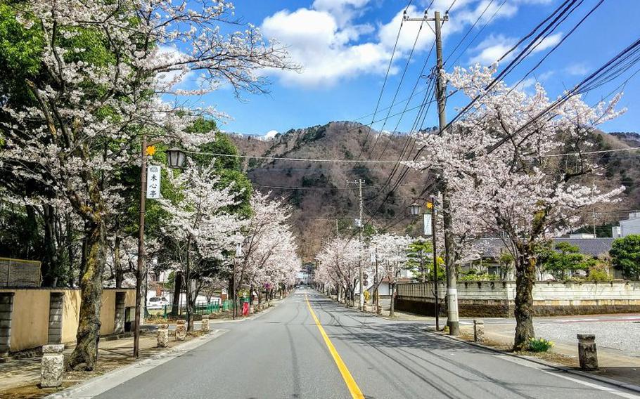 The street is lined with cherry trees on either side.