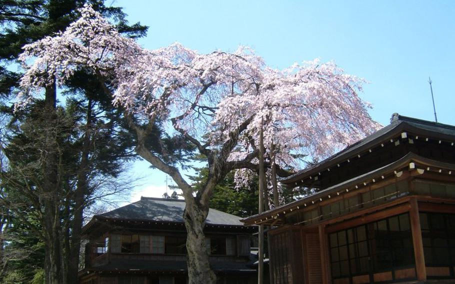A cherry tree is located beside a traditional Japanese house.