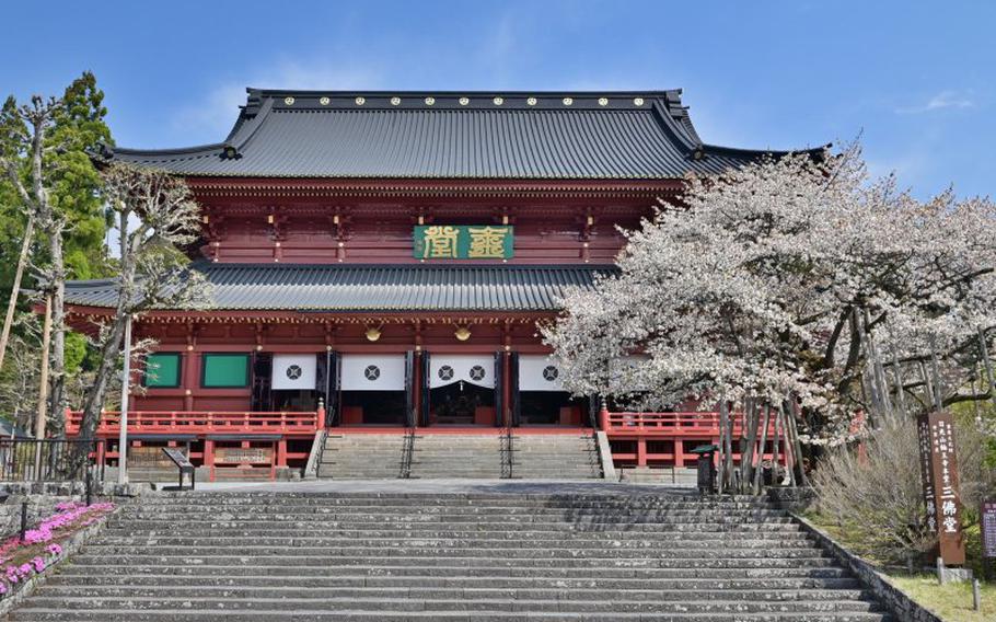cherry blossoms can be seen on the right side of the stairs to the temple.