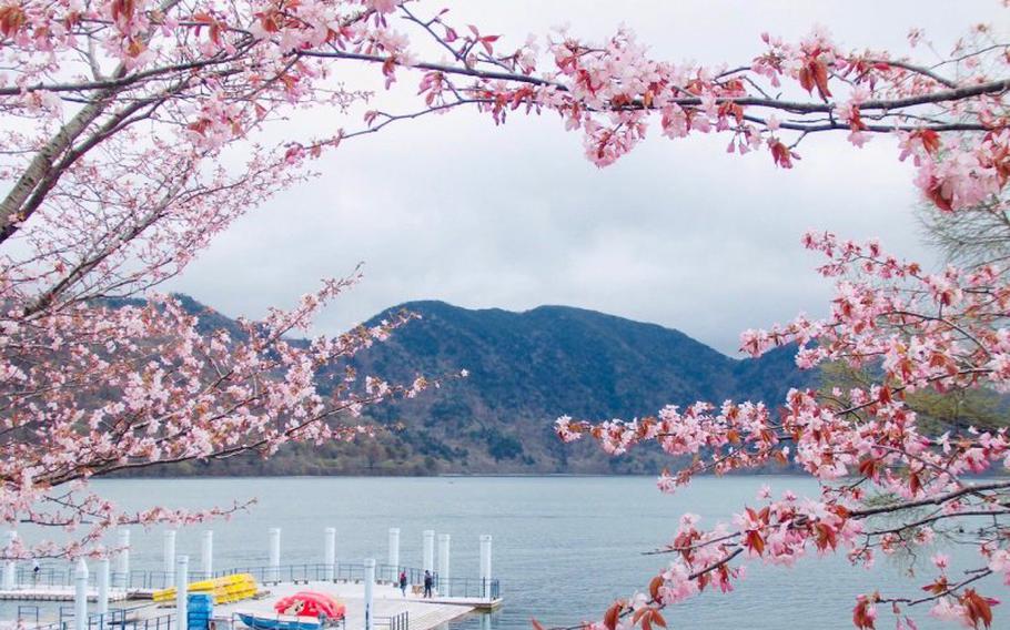 cherry blossoms can be seen on the shore of Lake Chuzenji.
