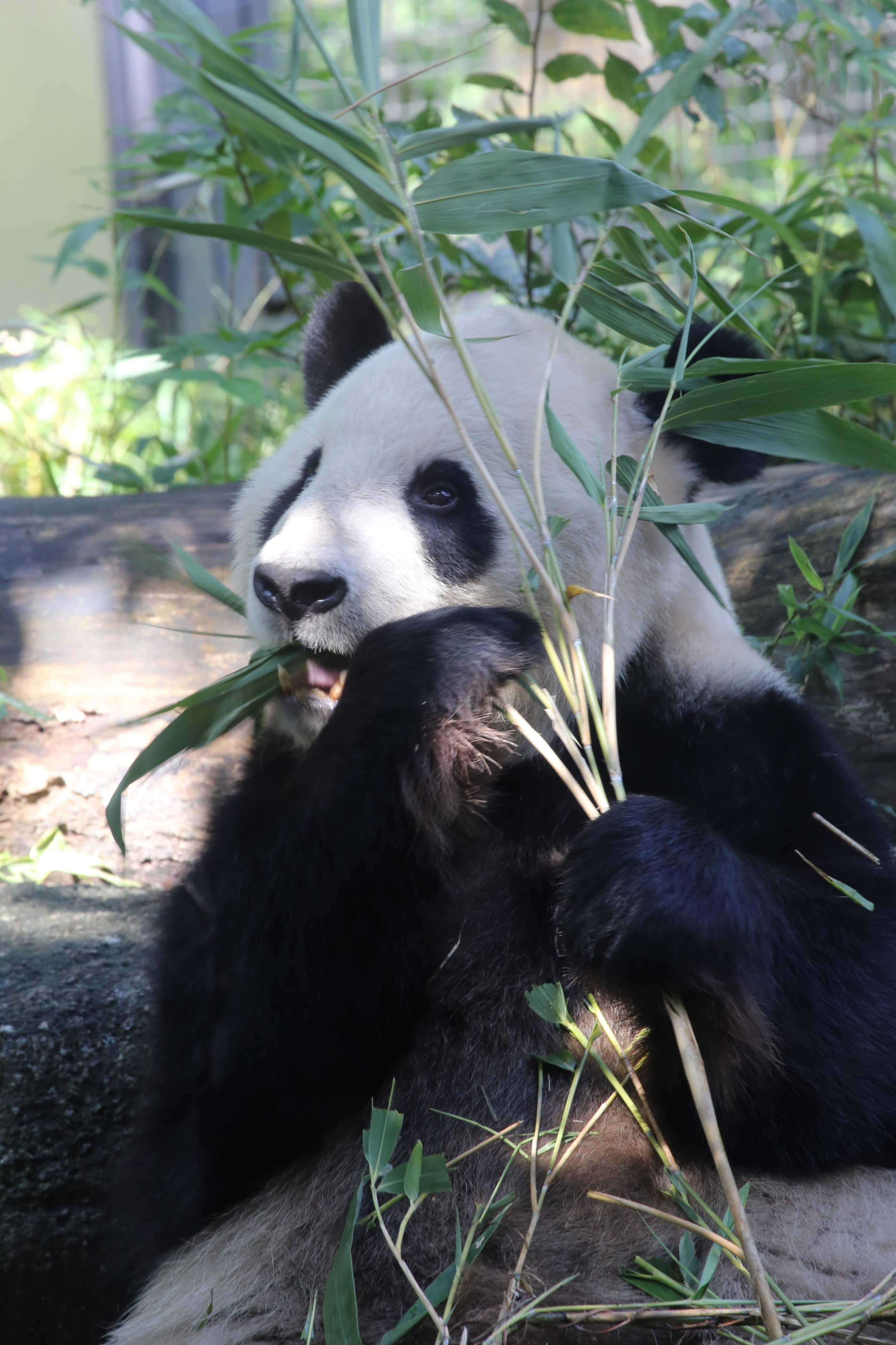 A panda eats bamboo at Ueno Zoological Gardens in Tokyo.