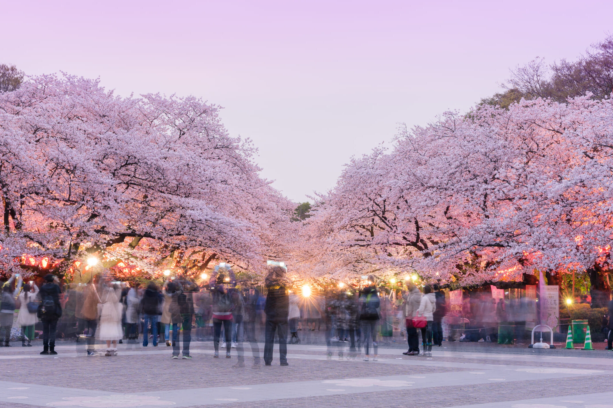 tokyo cherry blossoms night