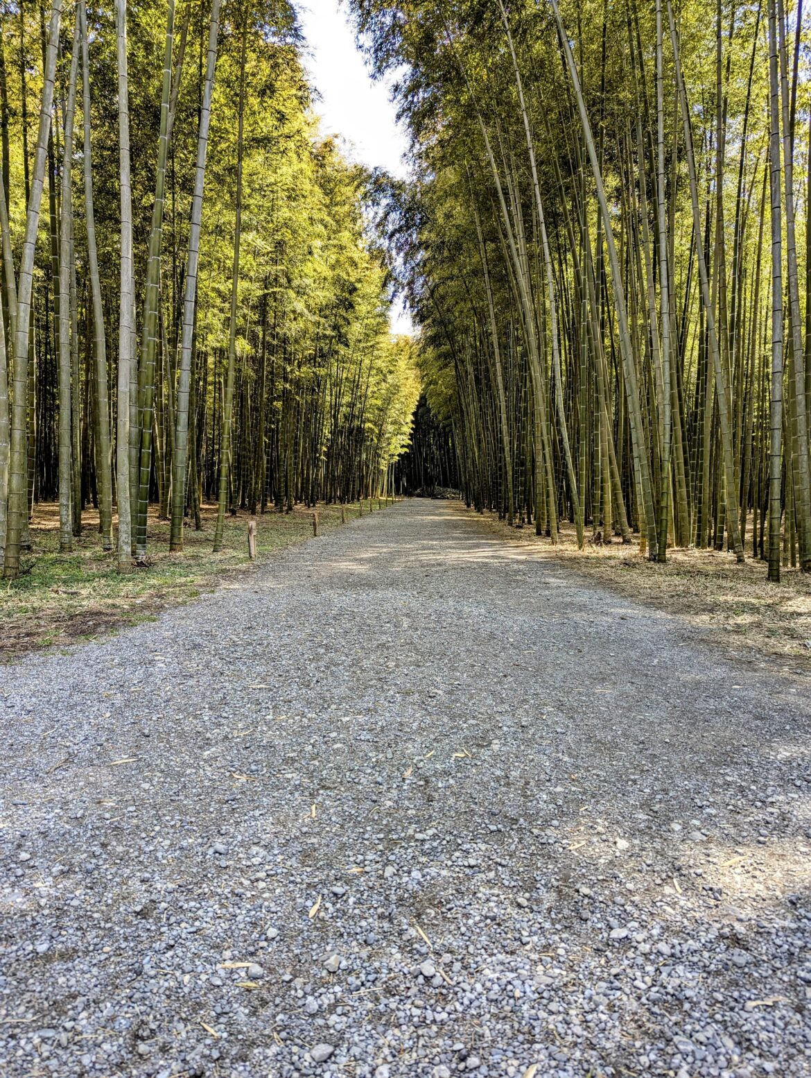 Wakayama Bamboo Forest