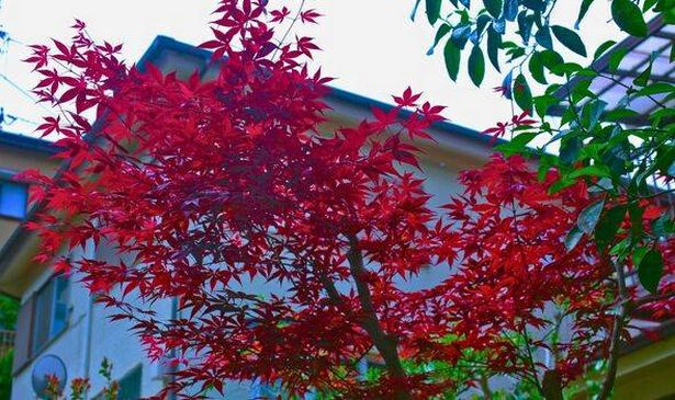 Picture of Japanese Maple tree in a garden