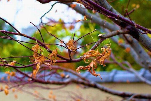 Dried out Japanese Maple