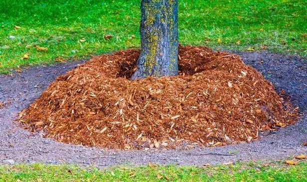 Picture of tree that has been mulched 