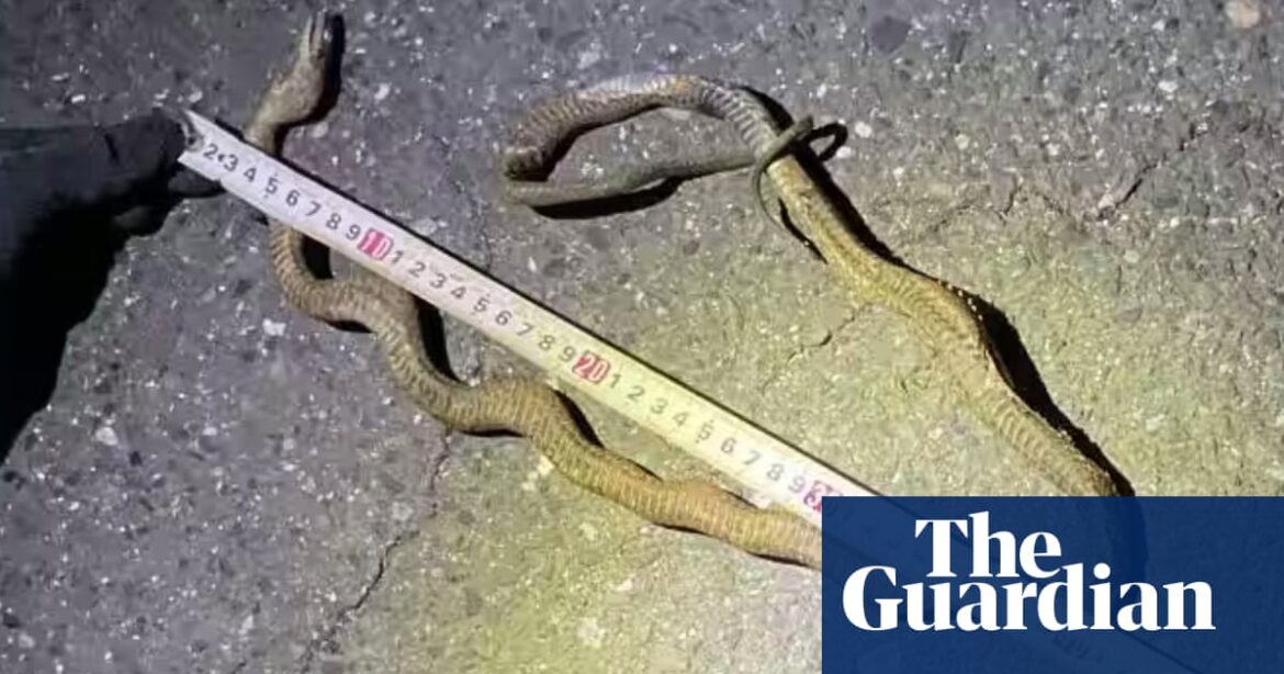 Snake on a train line: Japan’s busiest bullet train route brought to a halt | Japan